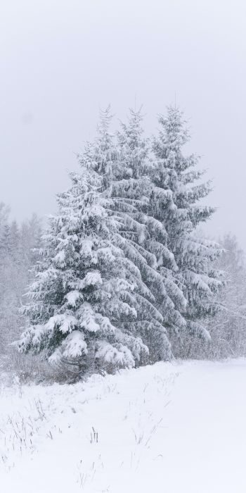 Обои 720x1440 хвойные деревья, снег, зима