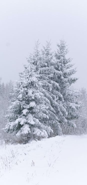 Обои 720x1520 хвойные деревья, снег, зима