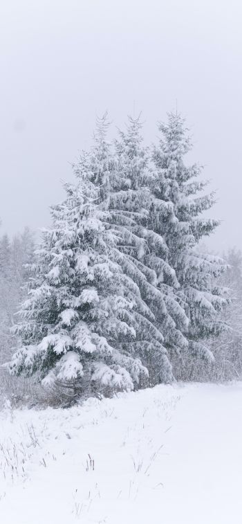 Обои 1125x2436 хвойные деревья, снег, зима