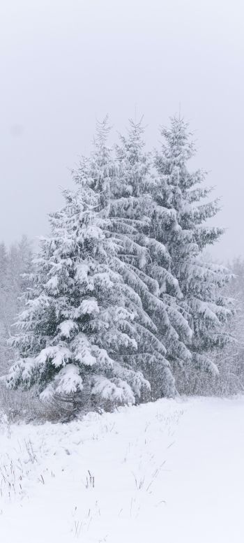 Обои 1440x3200 хвойные деревья, снег, зима