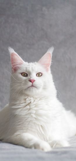 maine coon, cat, white Wallpaper 720x1520