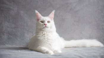 Обои 1600x900 мейн-кун, кот, белый