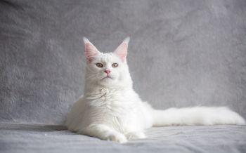 maine coon, cat, white Wallpaper 1920x1200