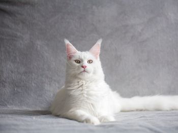 maine coon, cat, white Wallpaper 800x600