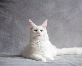 maine coon, cat, white Wallpaper 1280x1024