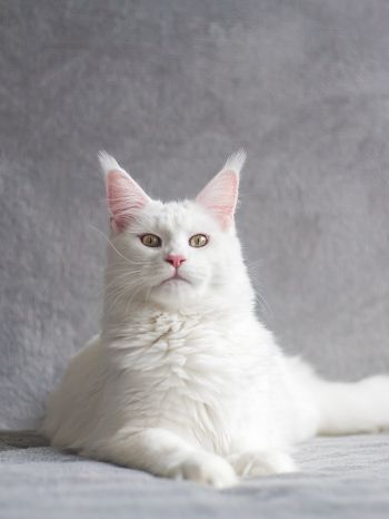 maine coon, cat, white Wallpaper 1536x2048