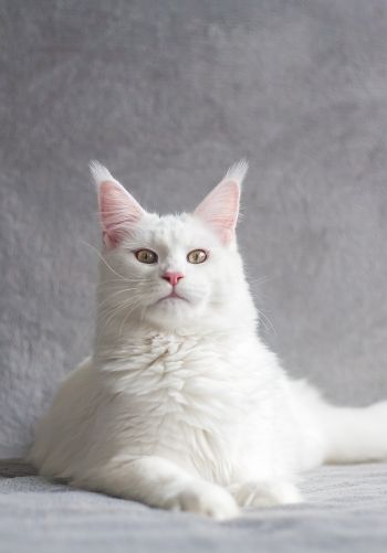 maine coon, cat, white Wallpaper 1668x2388