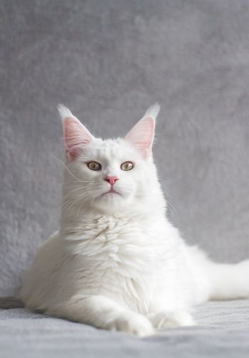 maine coon, cat, white Wallpaper 1640x2360