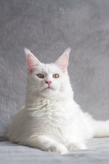 maine coon, cat, white Wallpaper 640x960