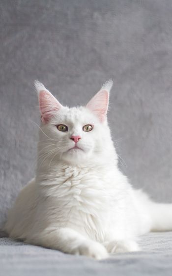 maine coon, cat, white Wallpaper 1600x2560