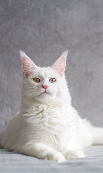maine coon, cat, white Wallpaper 1200x2000