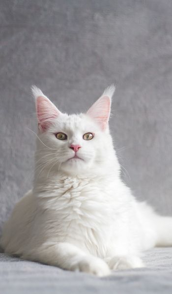 maine coon, cat, white Wallpaper 600x1024