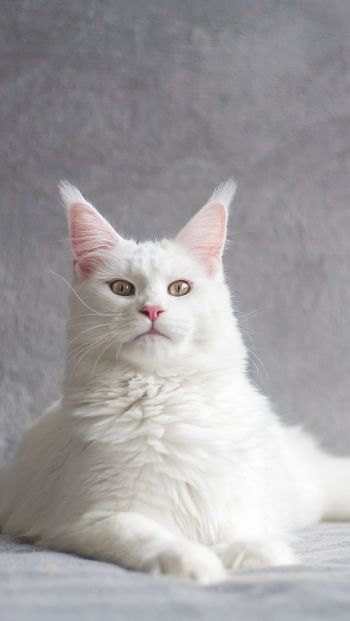 maine coon, cat, white Wallpaper 640x1136