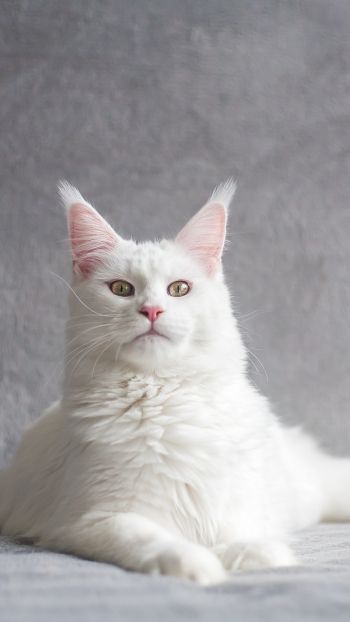 maine coon, cat, white Wallpaper 750x1334