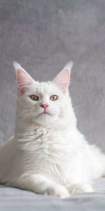 maine coon, cat, white Wallpaper 720x1440