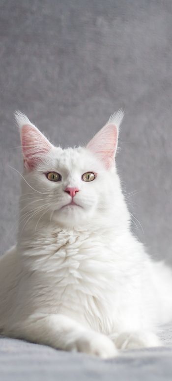 maine coon, cat, white Wallpaper 1080x2400
