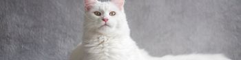 maine coon, cat, white Wallpaper 1590x400