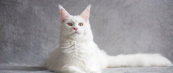 maine coon, cat, white Wallpaper 2560x1080