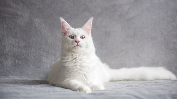 maine coon, cat, white Wallpaper 1366x768