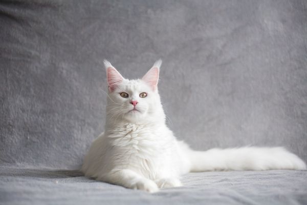 maine coon, cat, white Wallpaper 4075x2717