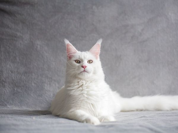 maine coon, cat, white Wallpaper 1024x768