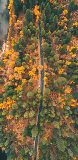 top view, forest, road Wallpaper 1080x2220