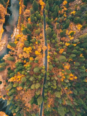 top view, forest, road Wallpaper 1620x2160