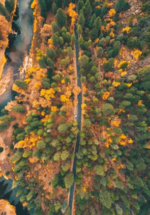 top view, forest, road Wallpaper 1640x2360