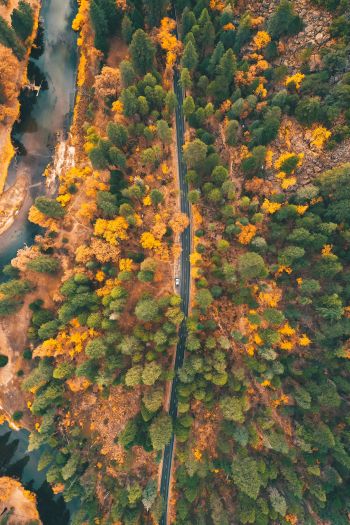 top view, forest, road Wallpaper 640x960
