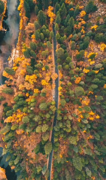 top view, forest, road Wallpaper 600x1024