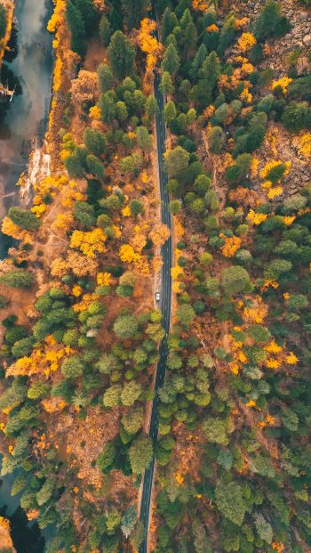top view, forest, road Wallpaper 640x1136