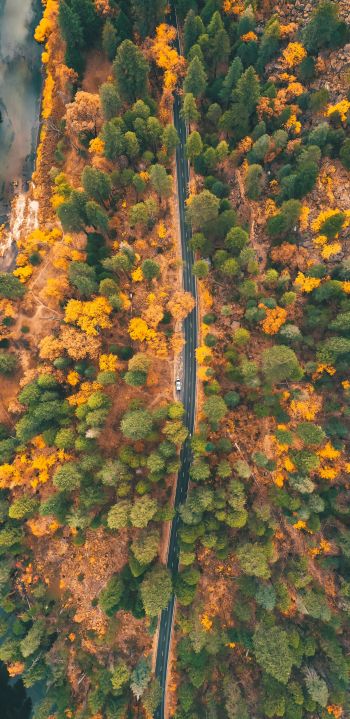 top view, forest, road Wallpaper 1080x2220