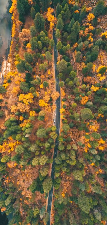 top view, forest, road Wallpaper 720x1520