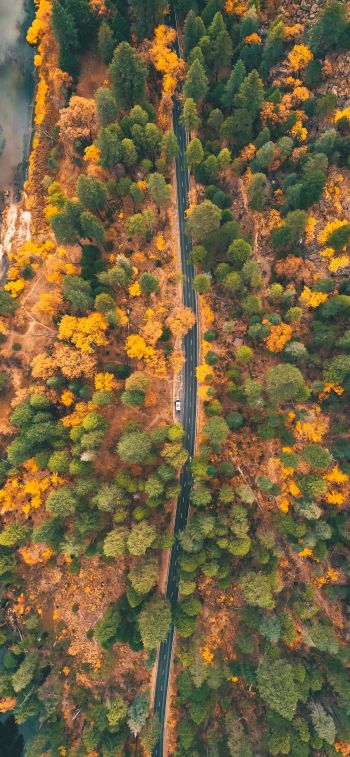 top view, forest, road Wallpaper 1242x2688