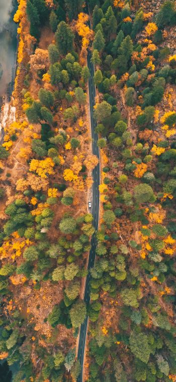 top view, forest, road Wallpaper 1080x2340