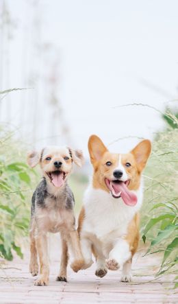 dog, joy, pet Wallpaper 600x1024