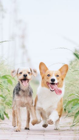 dog, joy, pet Wallpaper 640x1136