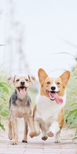 dog, joy, pet Wallpaper 720x1440