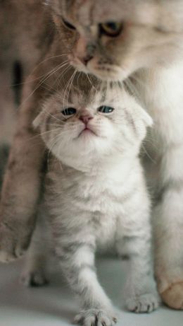 kitten, pet, motherhood Wallpaper 640x1136