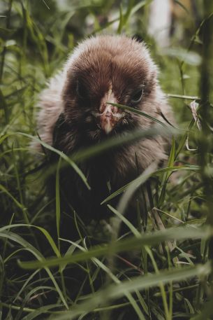 chick, kid, grass Wallpaper 640x960