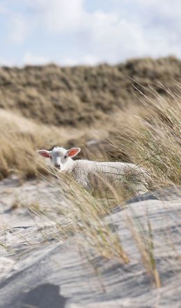 sheep, Zilt, Germany Wallpaper 600x1024