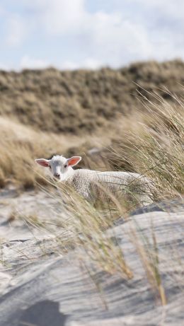 sheep, Zilt, Germany Wallpaper 640x1136