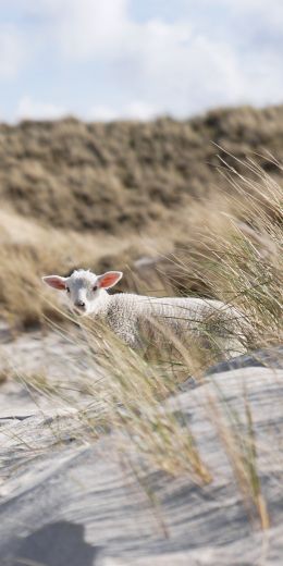 sheep, Zilt, Germany Wallpaper 720x1440