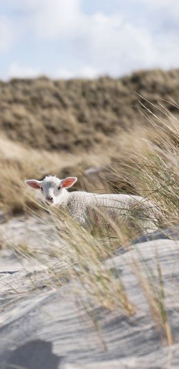 sheep, Zilt, Germany Wallpaper 1080x2220