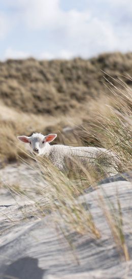 sheep, Zilt, Germany Wallpaper 1080x2280