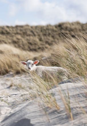 sheep, Zilt, Germany Wallpaper 1640x2360