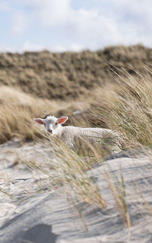 sheep, Zilt, Germany Wallpaper 1752x2800