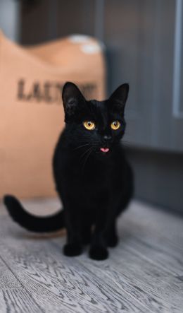 black cat, yellow eyes Wallpaper 600x1024