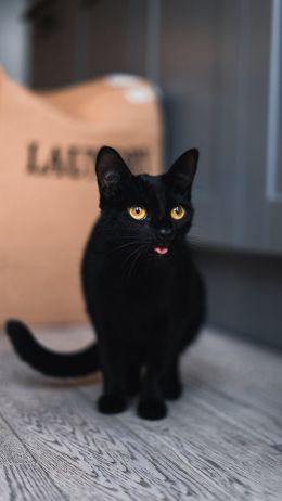 black cat, yellow eyes Wallpaper 2160x3840