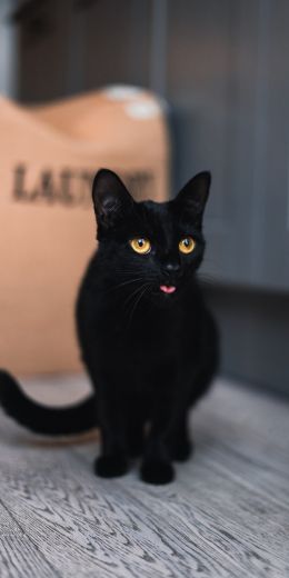 black cat, yellow eyes Wallpaper 720x1440